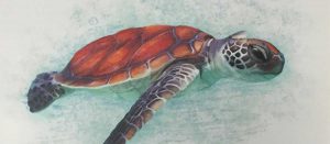 turtle_background